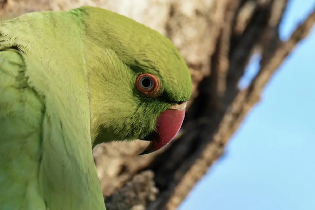 Bakı bulvarında yaxalıqlı tutuquşular...