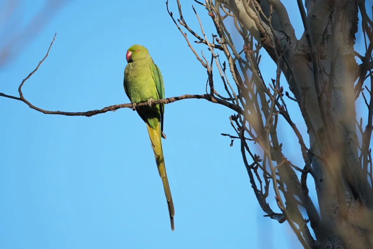 Bakı bulvarında yaxalıqlı tutuquşular...