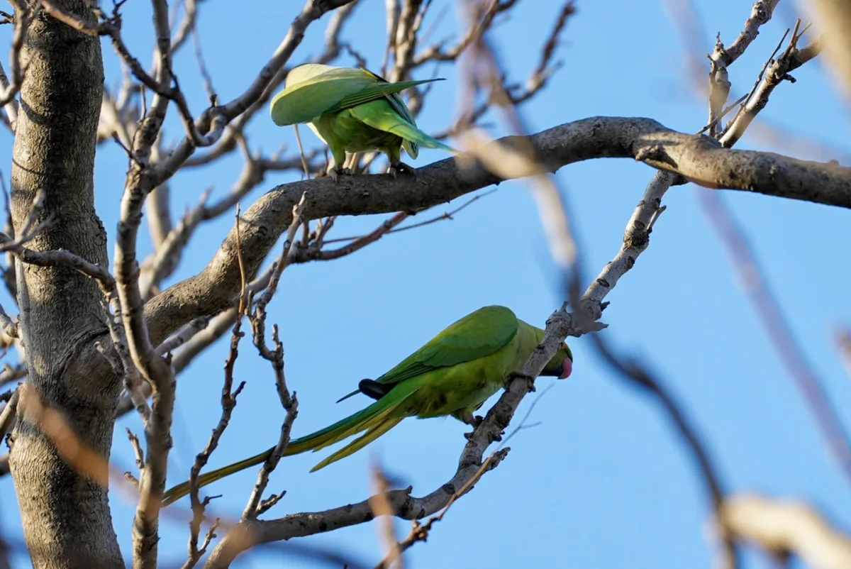 Bakı bulvarında yaxalıqlı tutuquşular...