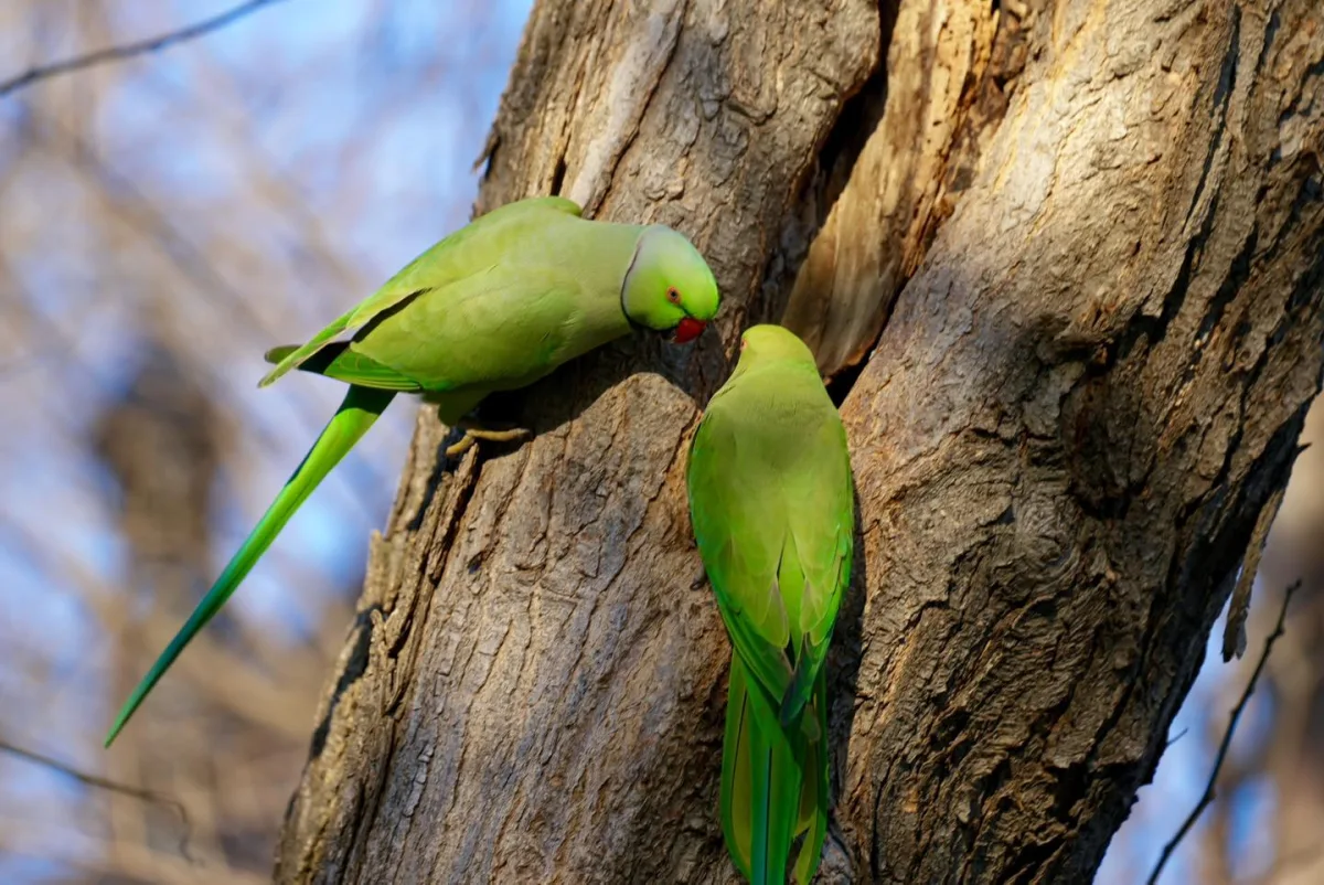 Bakı bulvarında yaxalıqlı tutuquşular...