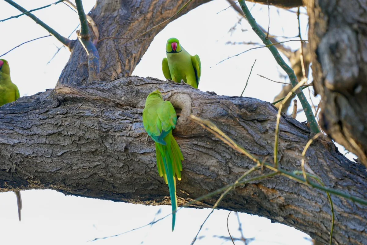 Bakı bulvarında yaxalıqlı tutuquşular...