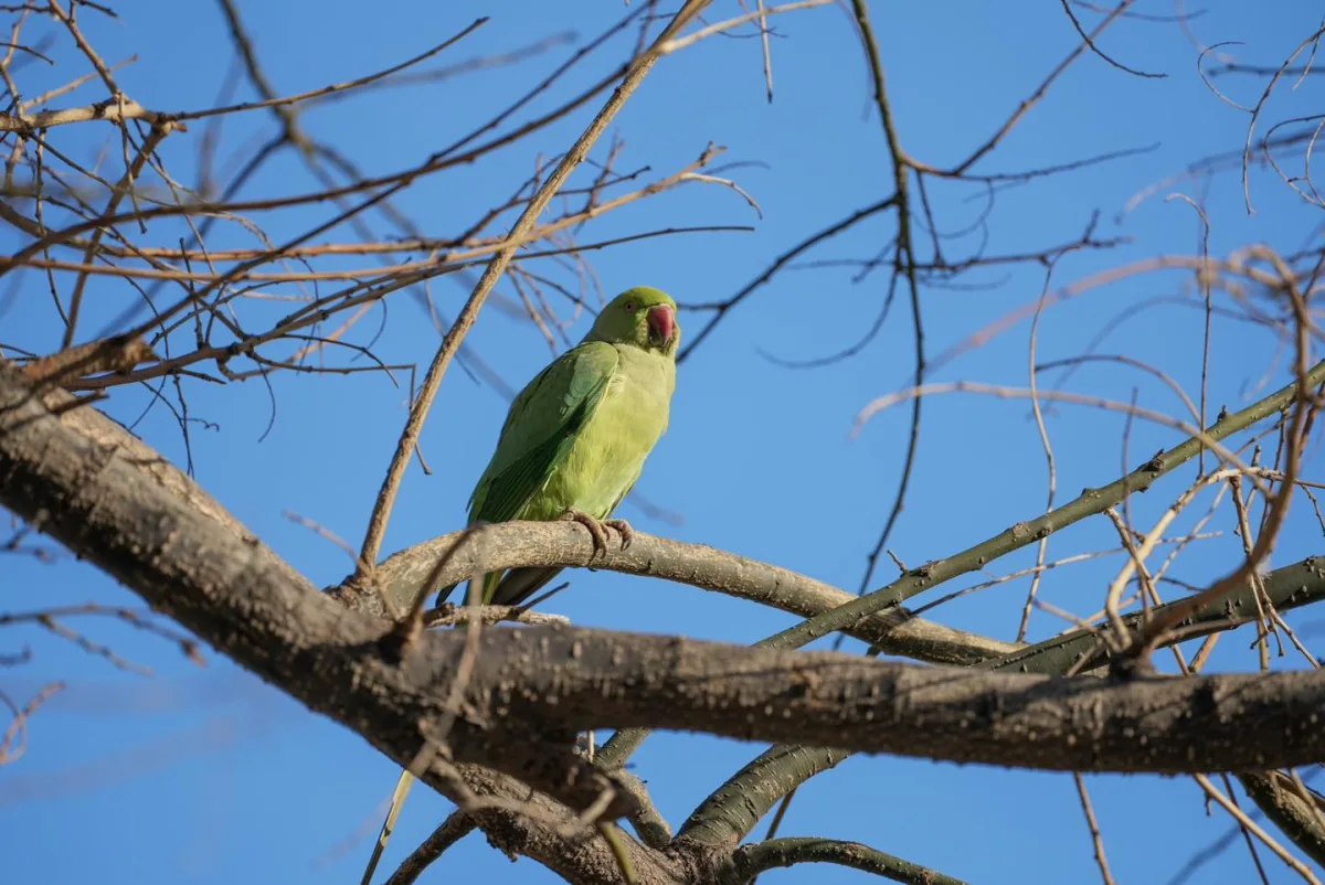 Bakı bulvarında yaxalıqlı tutuquşular...