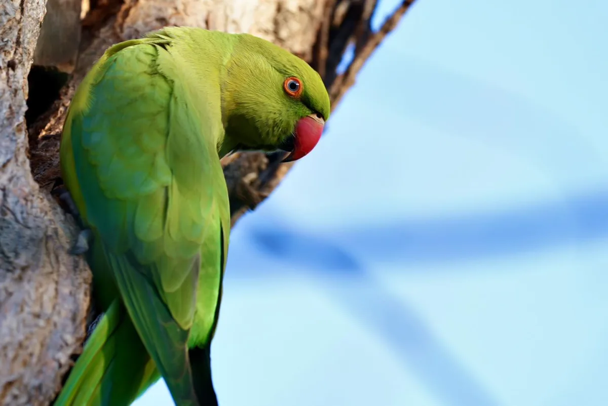 Bakı bulvarında yaxalıqlı tutuquşular...