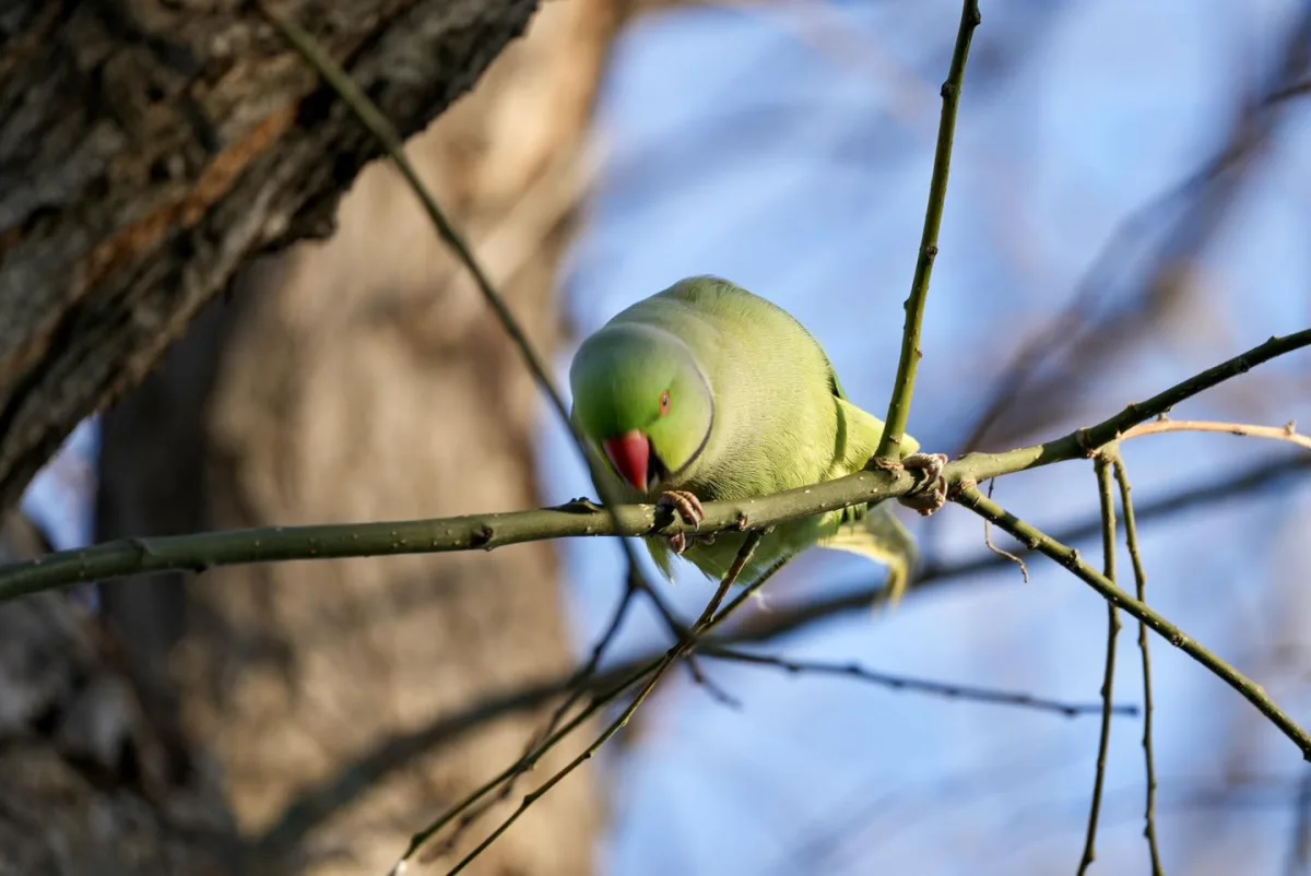 Bakı bulvarında yaxalıqlı tutuquşular...