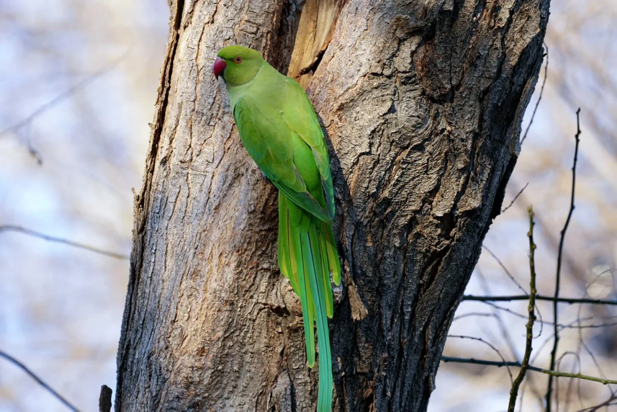 Bakı bulvarında yaxalıqlı tutuquşular...