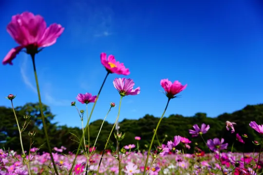 Sabah hava yağmursuz keçəcək