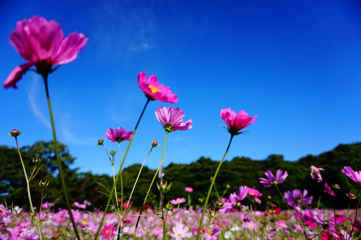 Sabah hava yağmursuz keçəcək