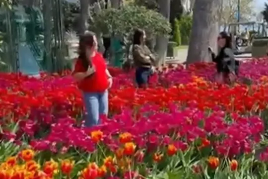 Bulvarda gülləri əzən 10 nəfər polisə çağırıldı - Video