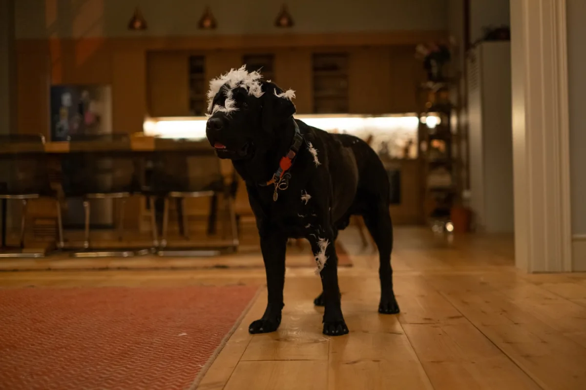 Üçüncü sezonu bu tarixdə yayımlanacaq