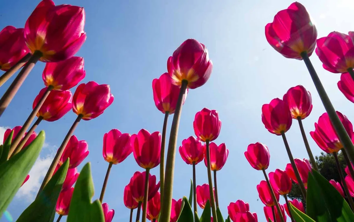 Sabah hava necə olacaq?