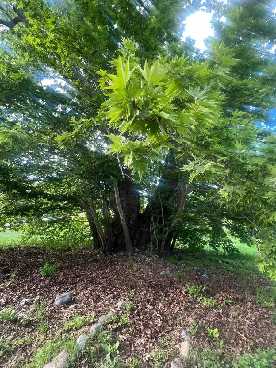 Mehriban Əliyeva Zəngilandan paylaşım etdi - Fotolar