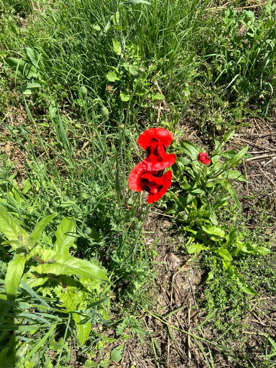 Prezidentlə xanımı çay kənarında…