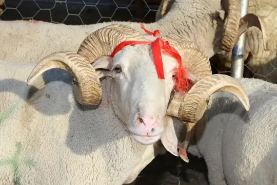 Qurbаn bаyrаmı ilə bağlı fətva verildi