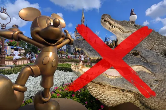 “Disneyland”dən 414 alliqator çıxarıldı!