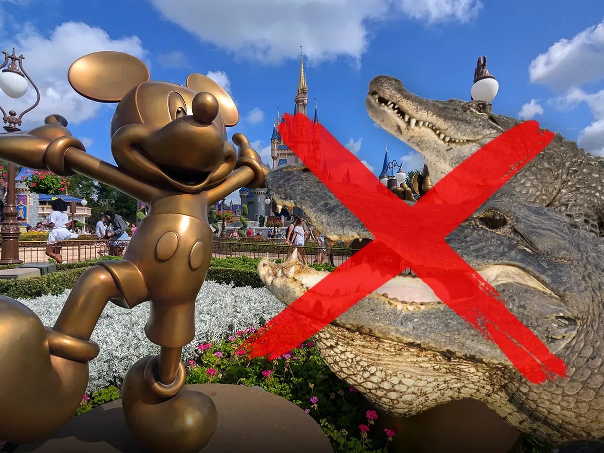 “Disneyland”dən 414 alliqator çıxarıldı!