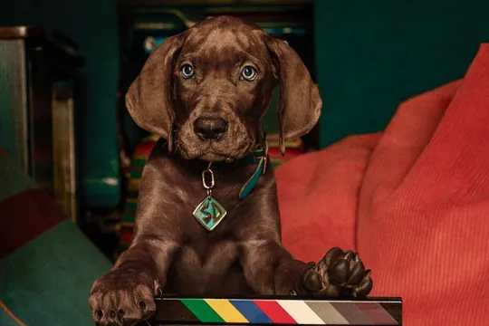 “Scooby-Doo” qayıdır!