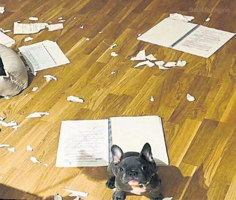 İti ssenarisini parçaladı