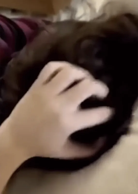 Xanımı xəyanət videosu yayılan Mahsunu boşayır