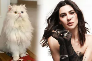 Nəsrinin 16 yaşlı pişiyi öldü