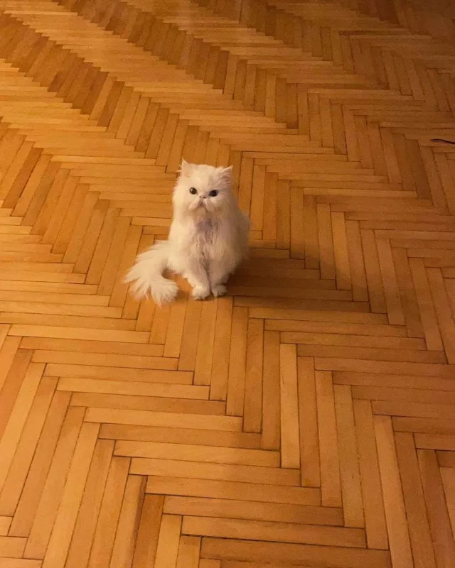 Nəsrinin 16 yaşlı pişiyi öldü