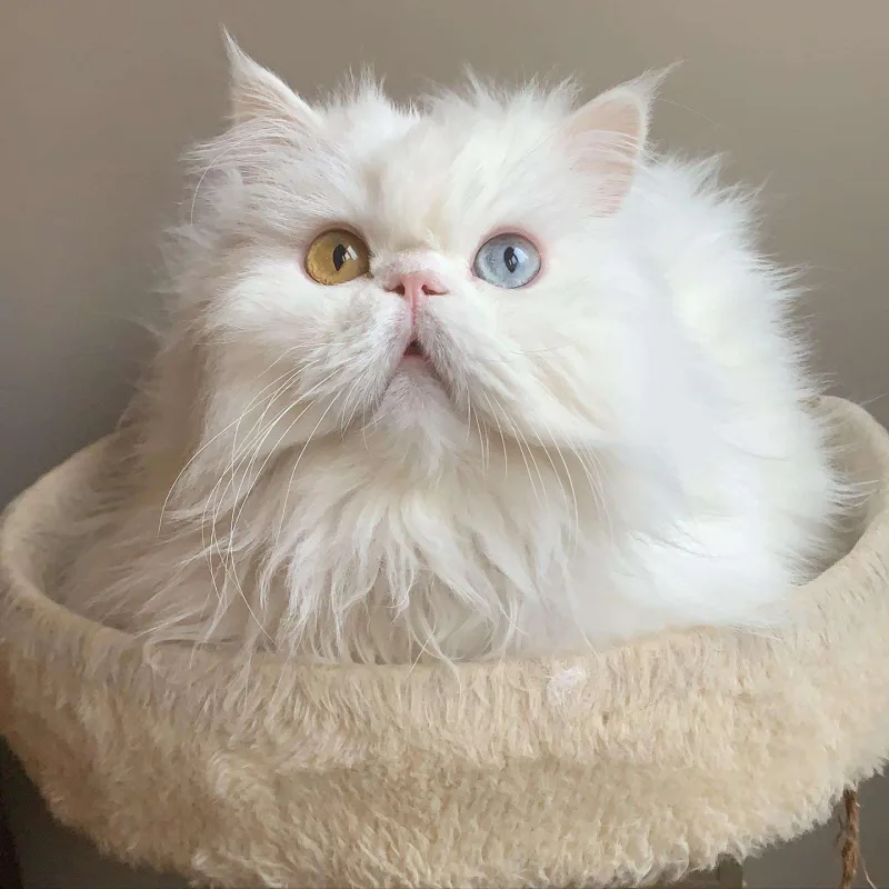 Nəsrinin 16 yaşlı pişiyi öldü