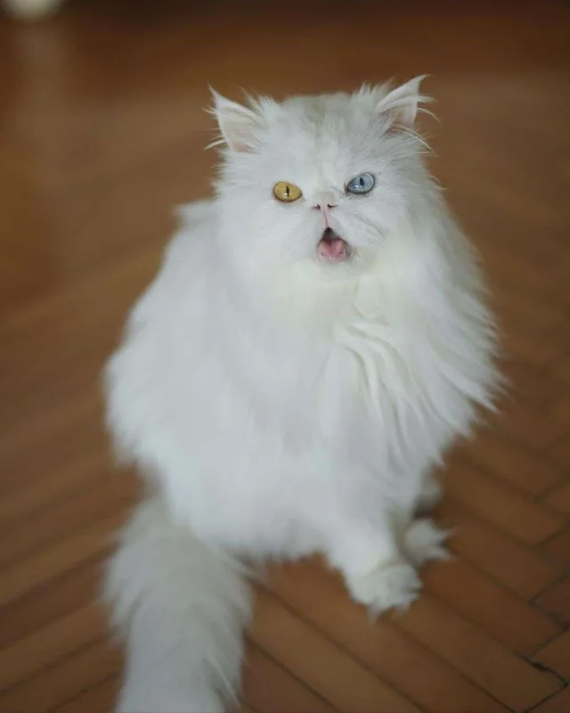 Nəsrinin 16 yaşlı pişiyi öldü