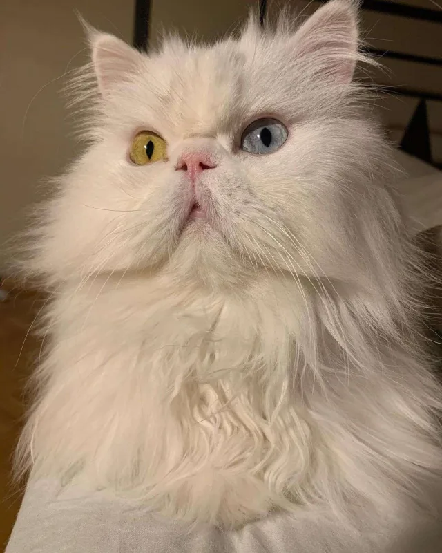 Nəsrinin 16 yaşlı pişiyi öldü