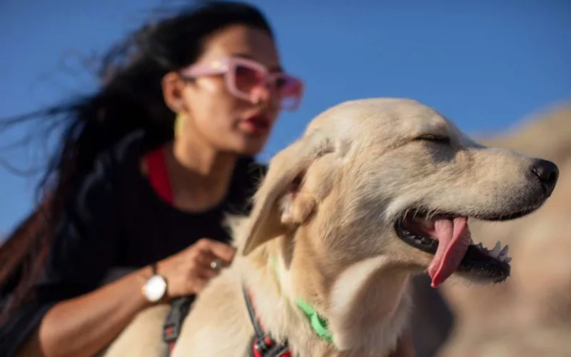 “Heyvanları mağazalardan almayın”