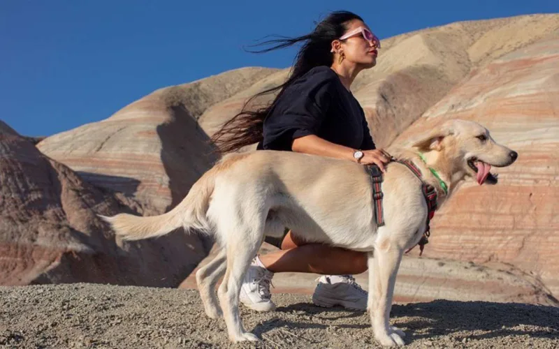 “Heyvanları mağazalardan almayın”
