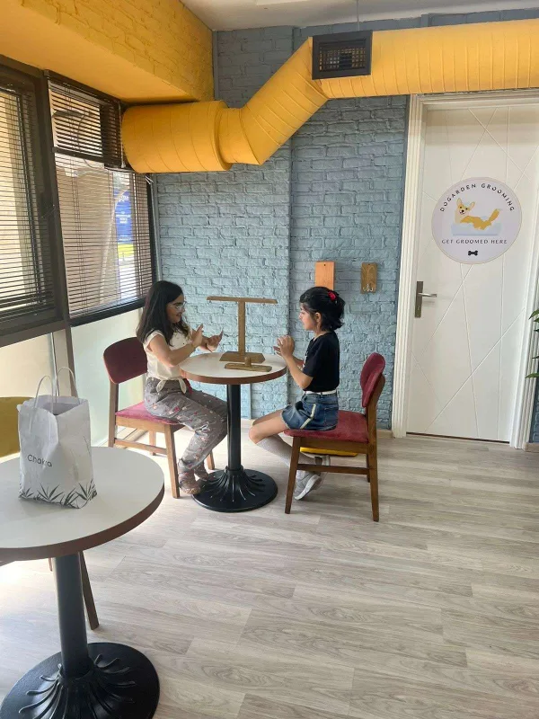 Bakıda itlər üçün kafe açıldı