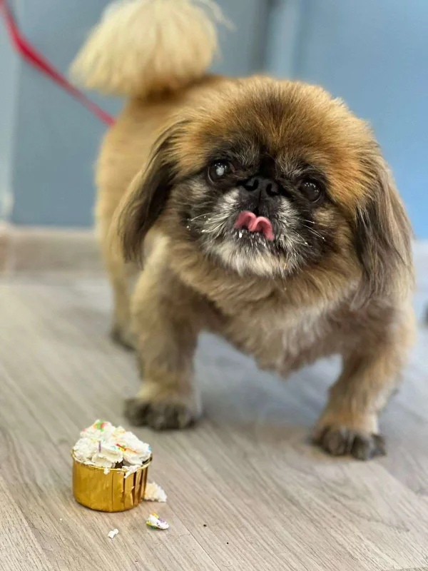 Bakıda itlər üçün kafe açıldı