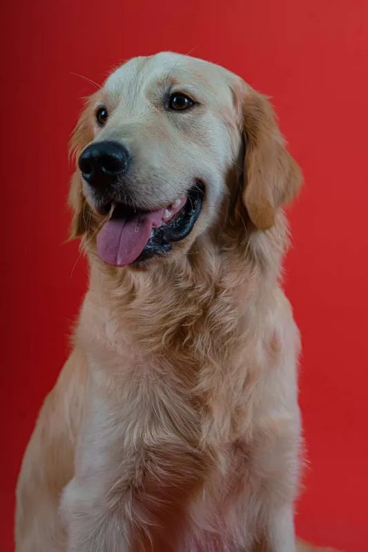 Bakıda itlər üçün kafe açıldı