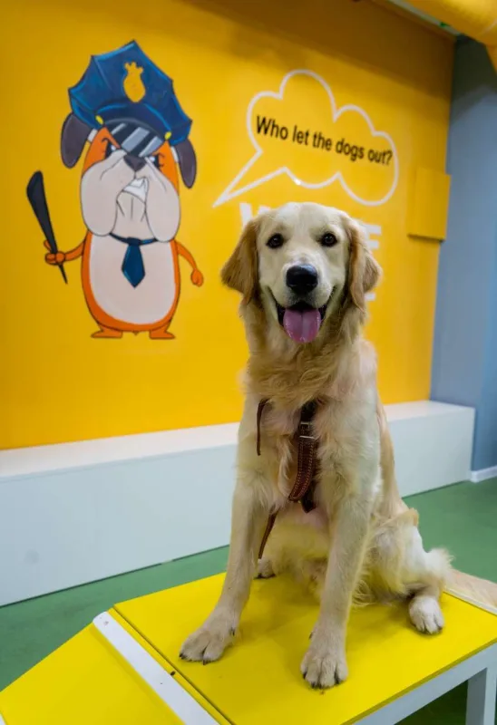 Bakıda itlər üçün kafe açıldı