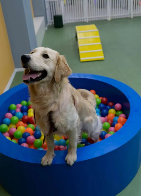 Bakıda itlər üçün kafe açıldı