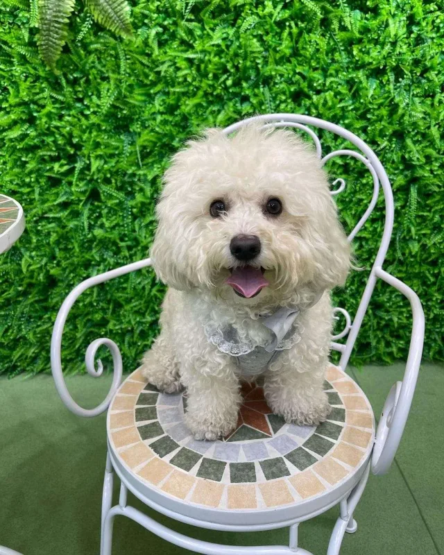 Bakıda itlər üçün kafe açıldı