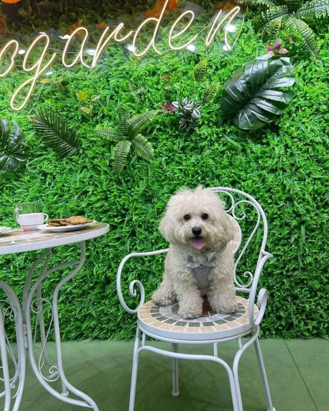 Bakıda itlər üçün kafe açıldı