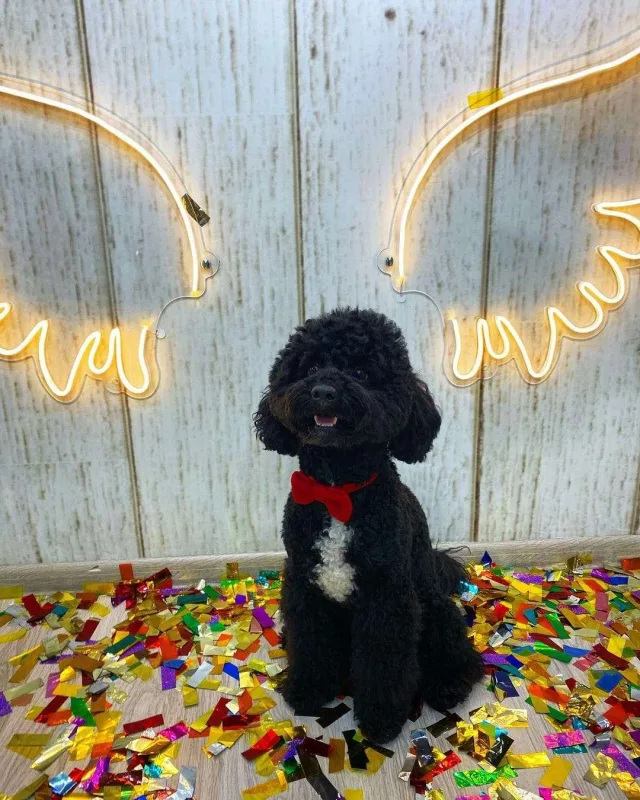 Bakıda itlər üçün kafe açıldı