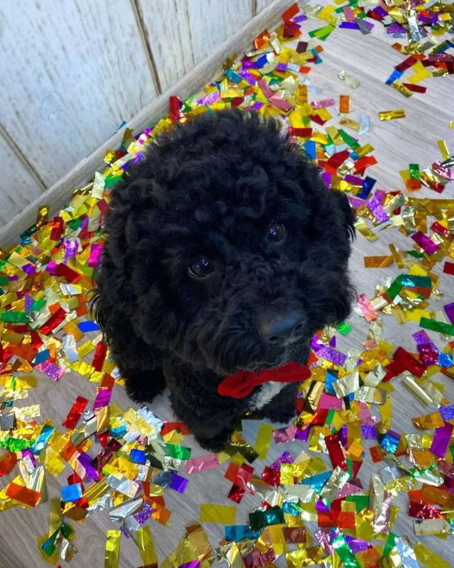 Bakıda itlər üçün kafe açıldı