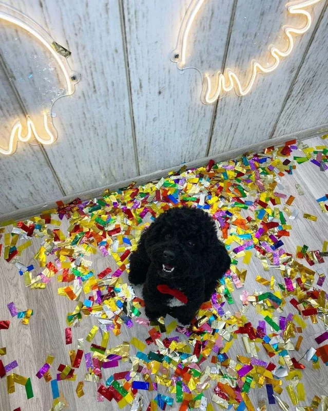 Bakıda itlər üçün kafe açıldı