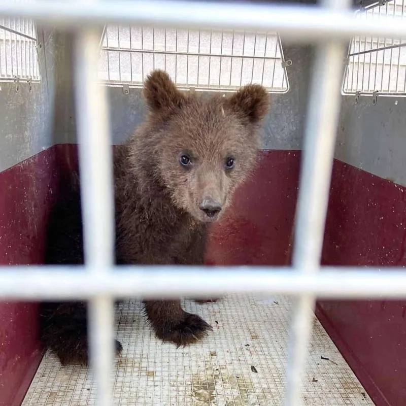 Muradın bağına girən ayı tapıldı - Açıqlama