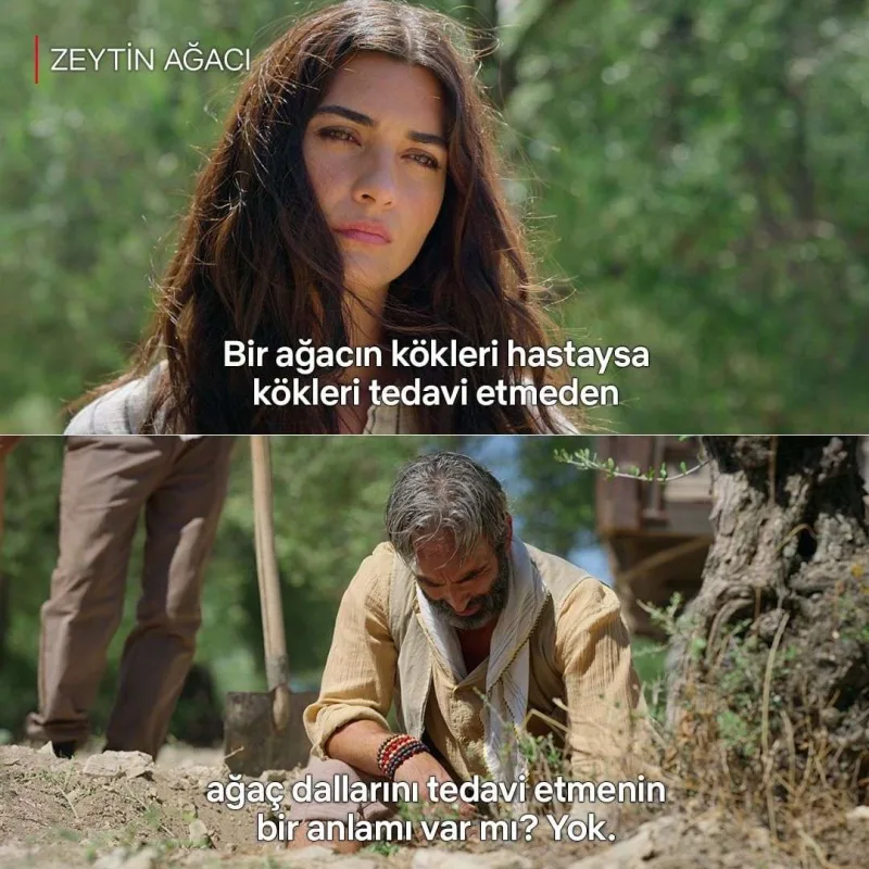 “Zeytin ağacı”ndan daha bir rekord