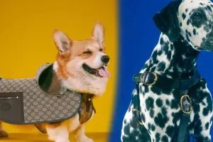 “Gucci”dən ev heyvanları üçün kolleksiya