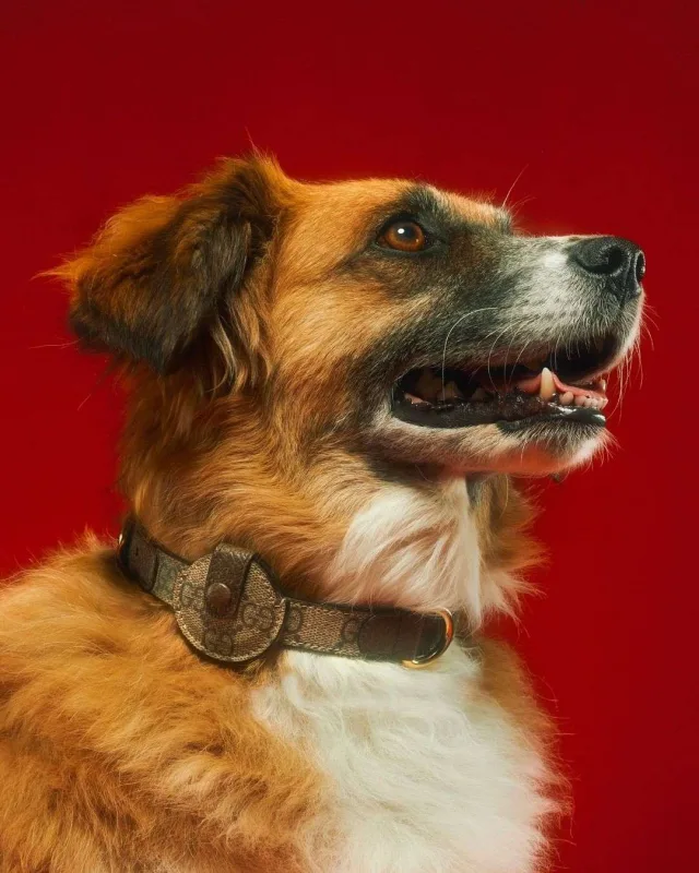 “Gucci”dən ev heyvanları üçün kolleksiya