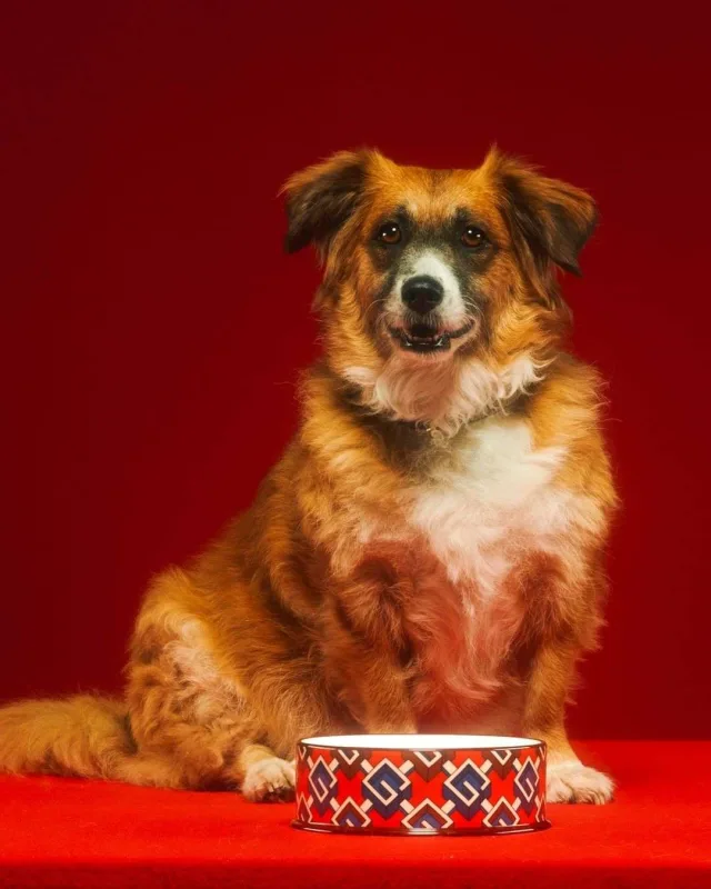 “Gucci”dən ev heyvanları üçün kolleksiya