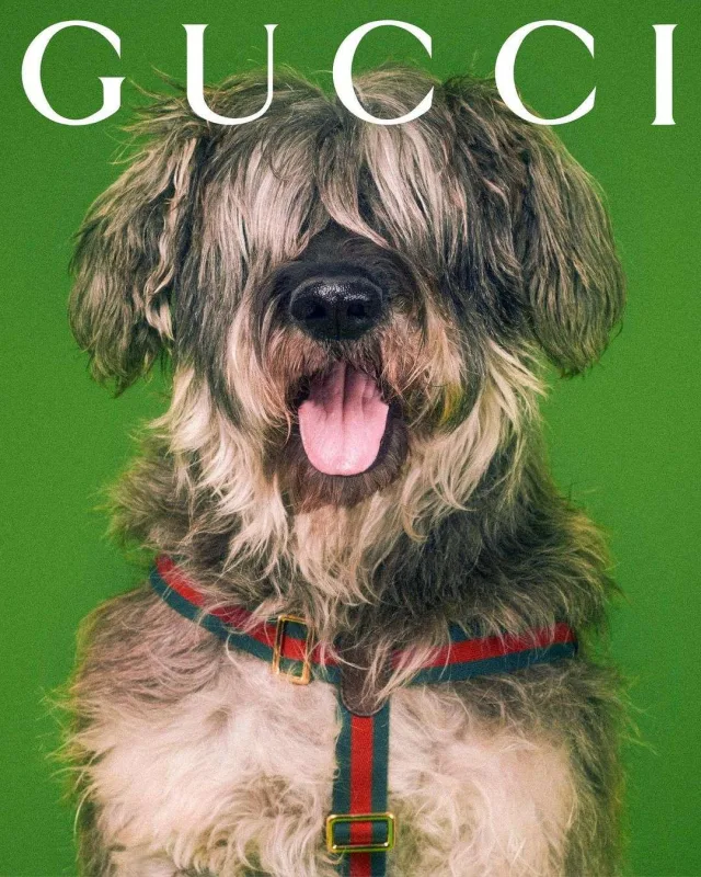 “Gucci”dən ev heyvanları üçün kolleksiya