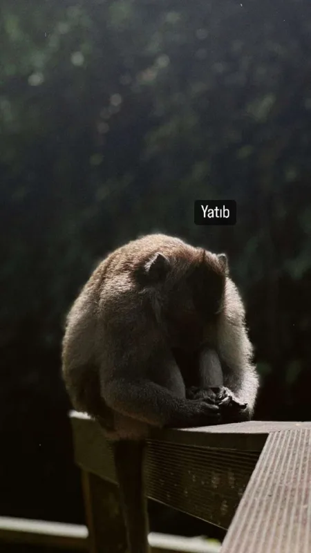 Əlixanın Bali tətili