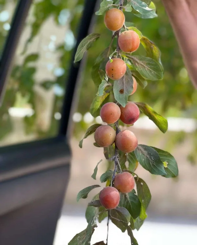 Xalq artistinin qızı Şuşada