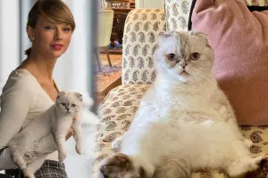 Pişiyinin sərvəti 97 milyon dollardır