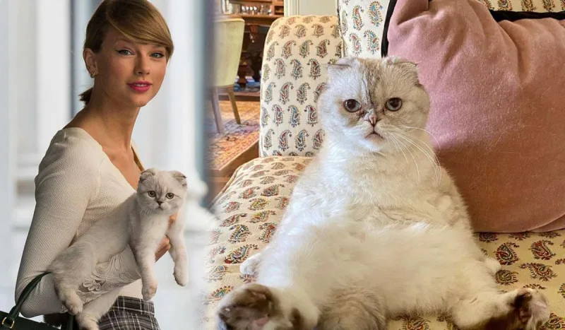 Pişiyinin sərvəti 97 milyon dollardır