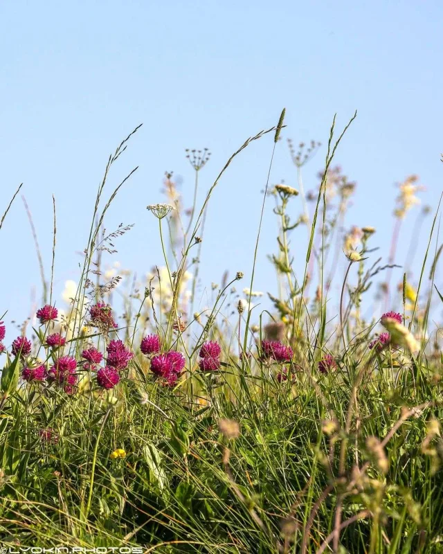 Laçının sonsuz gözəlliyi...